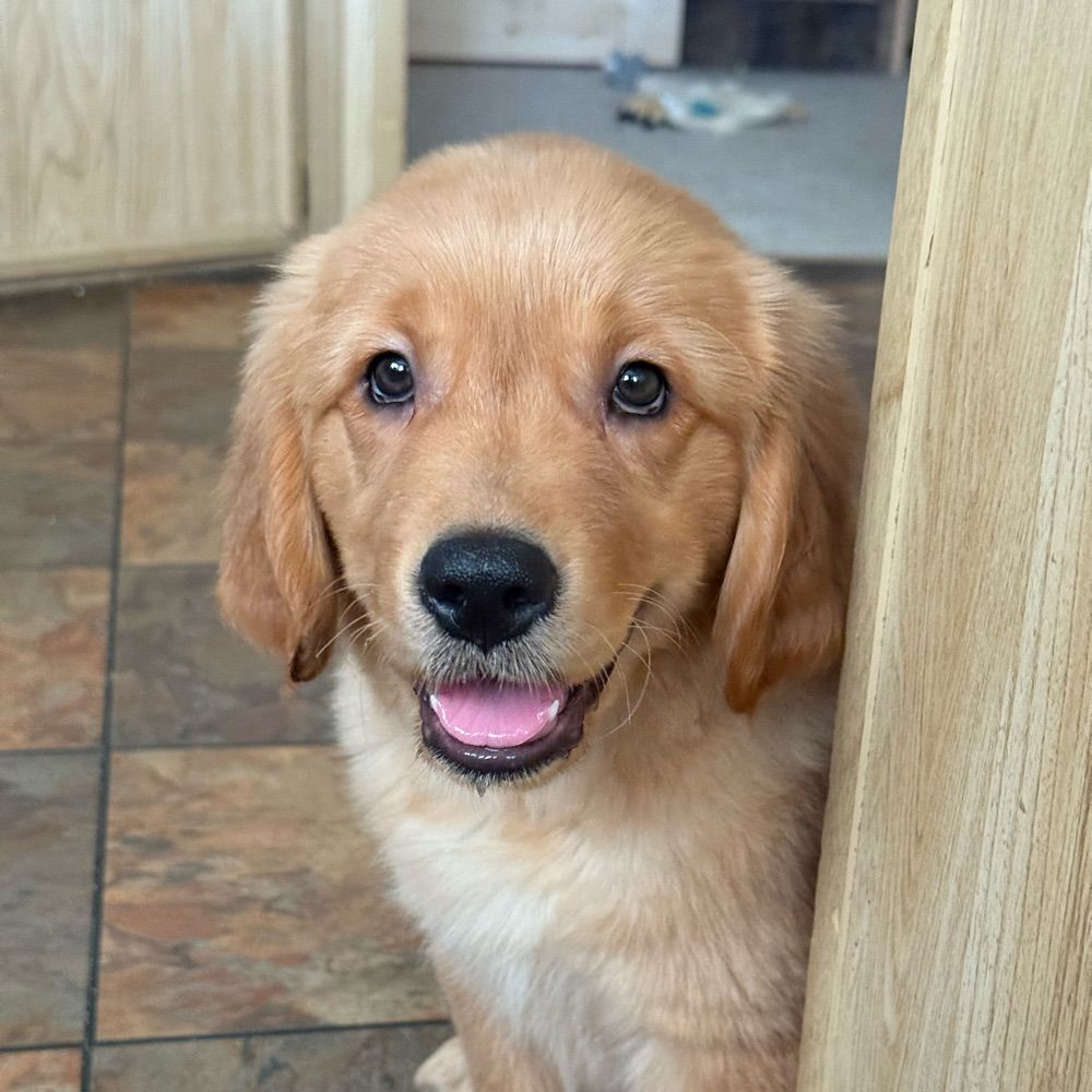 A Dog Named Journey