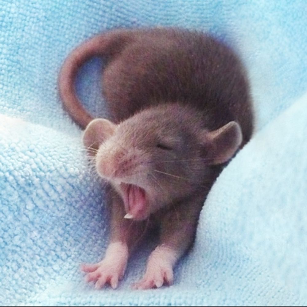 Ayawnymouse