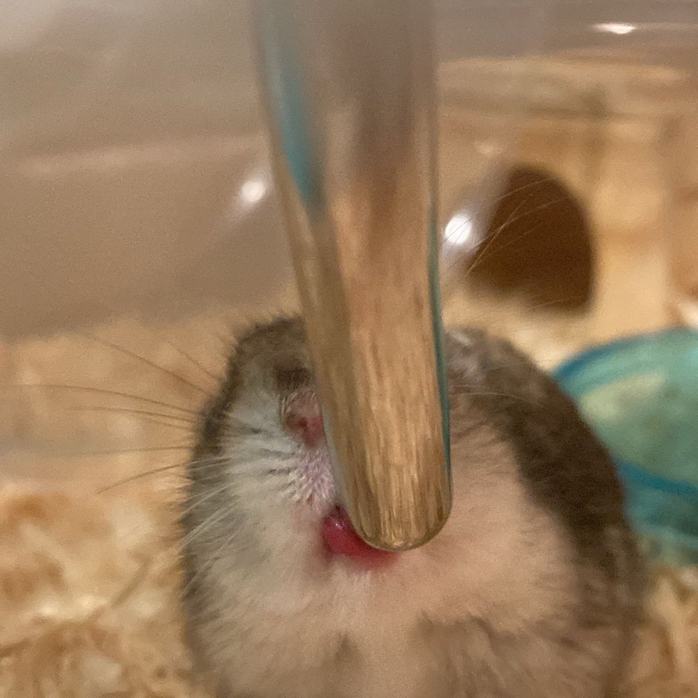 わかめですよ