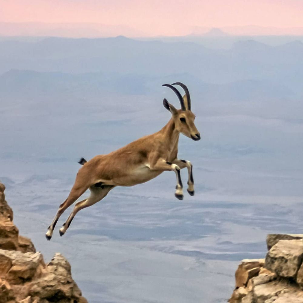 Ibex