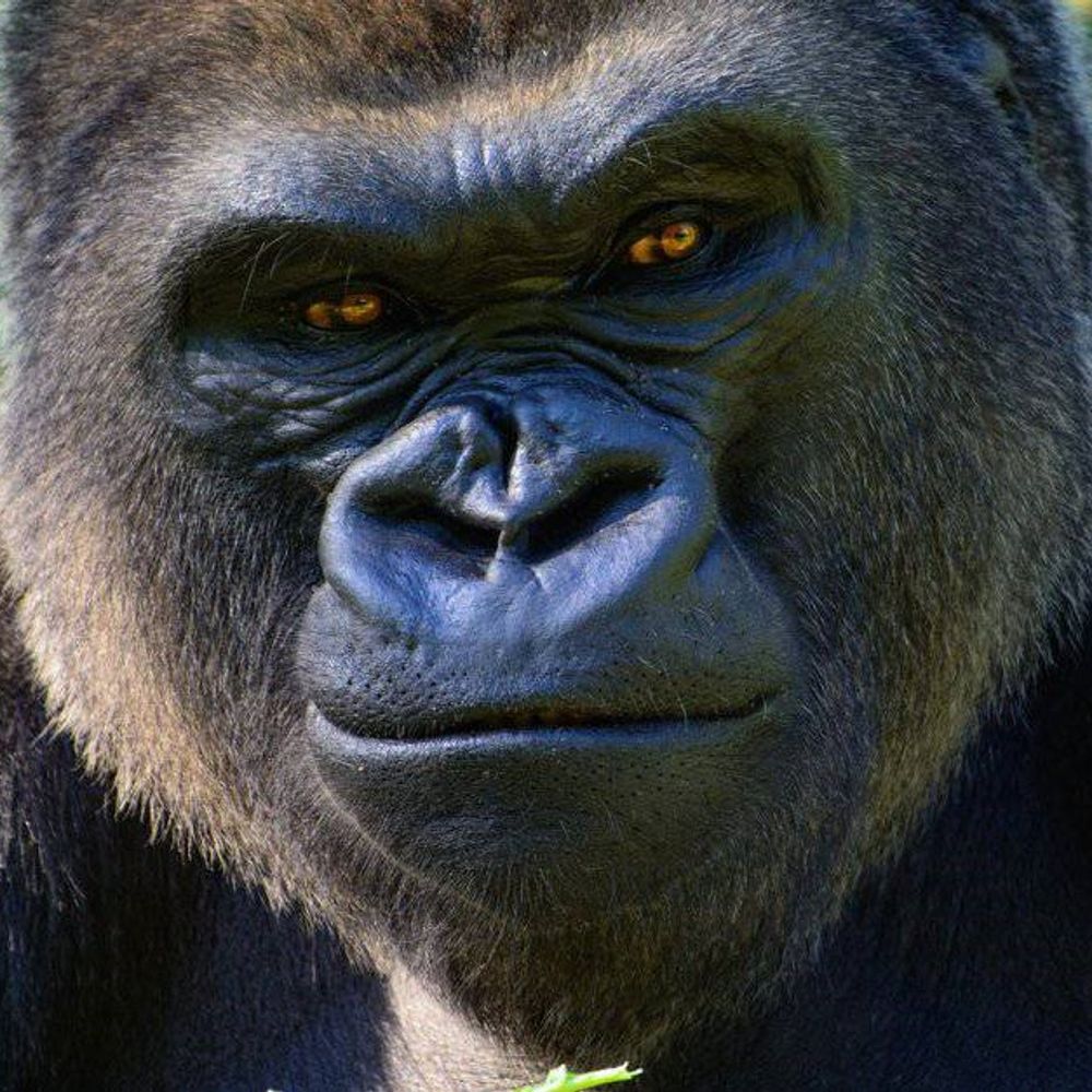 Silverback