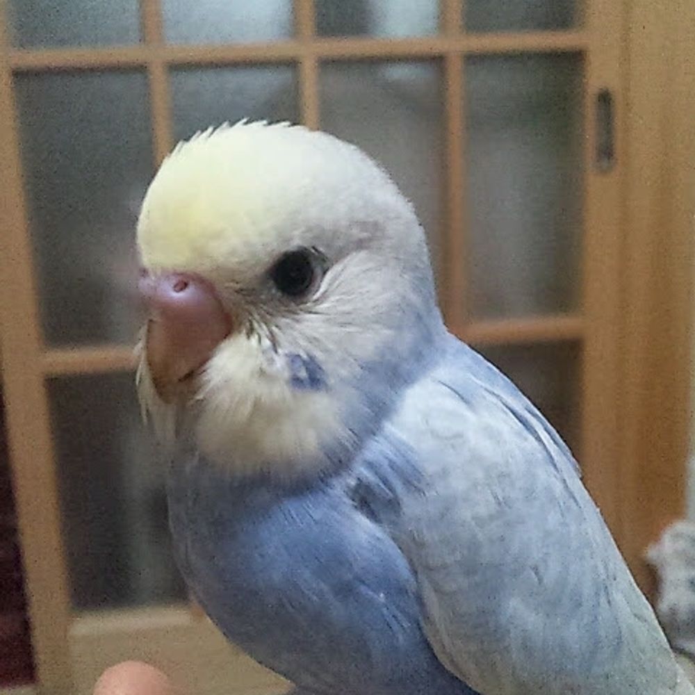 sasaQ