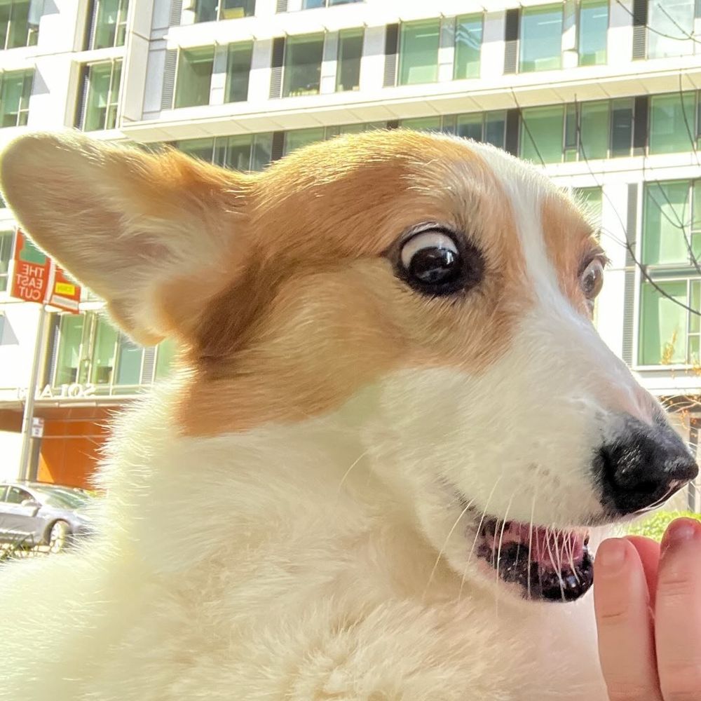 Coco the Concerned Corgi