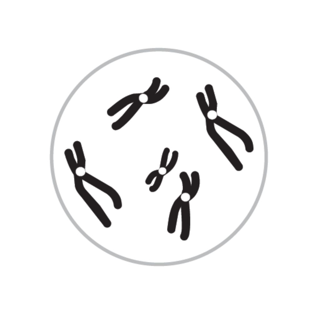 Comparative Cytogenetics