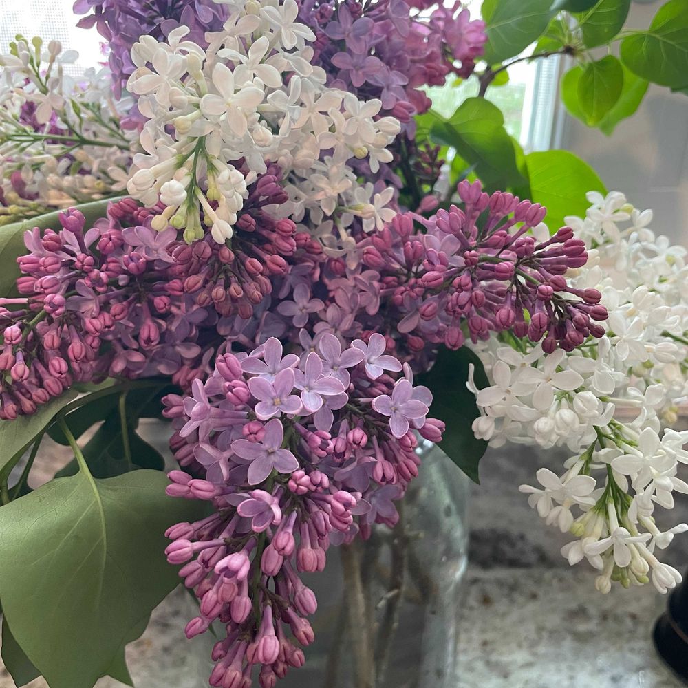 April the Lilac Librarian