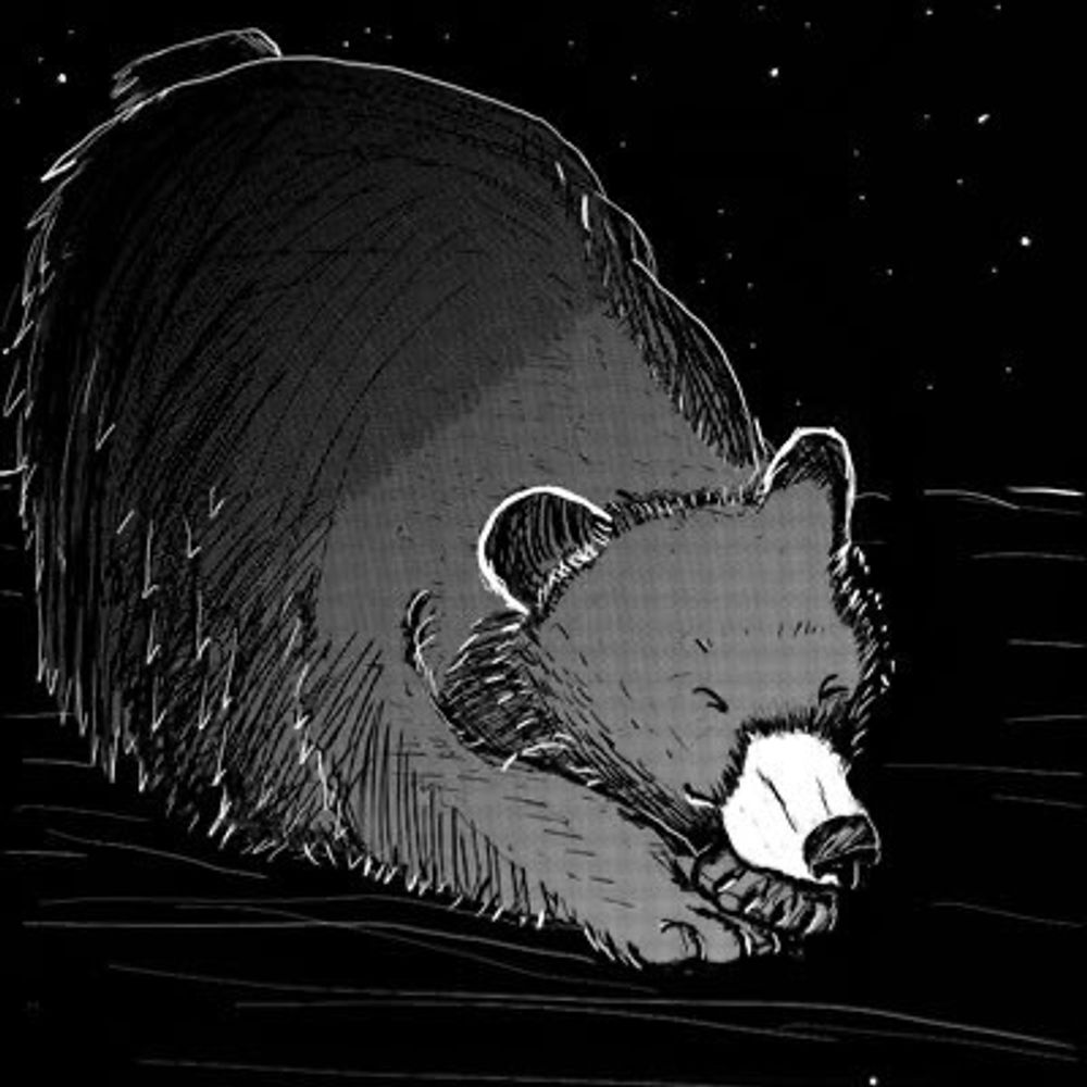 A bear's avatar