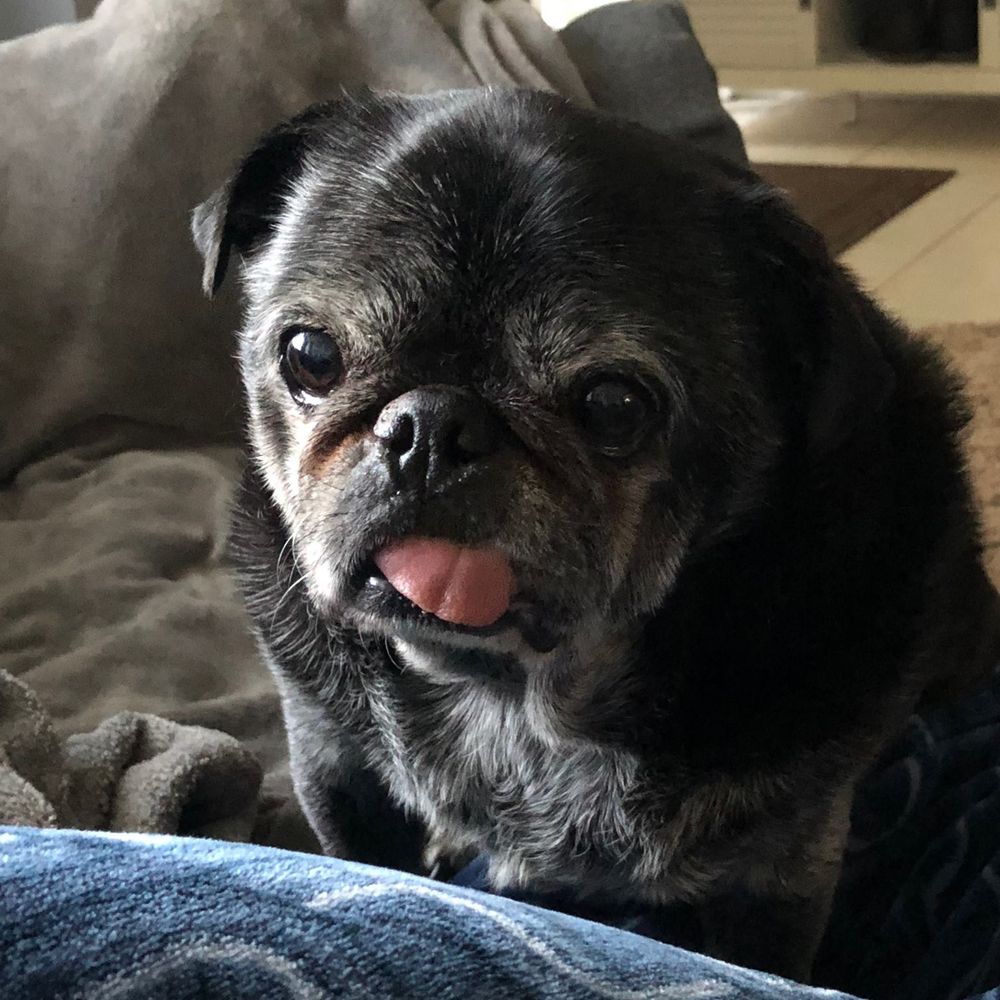 There's A Pug In My Soup