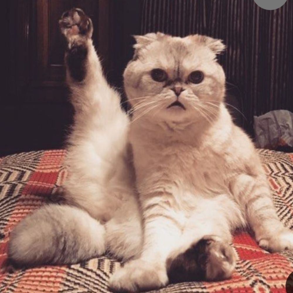 Helo swiftie 