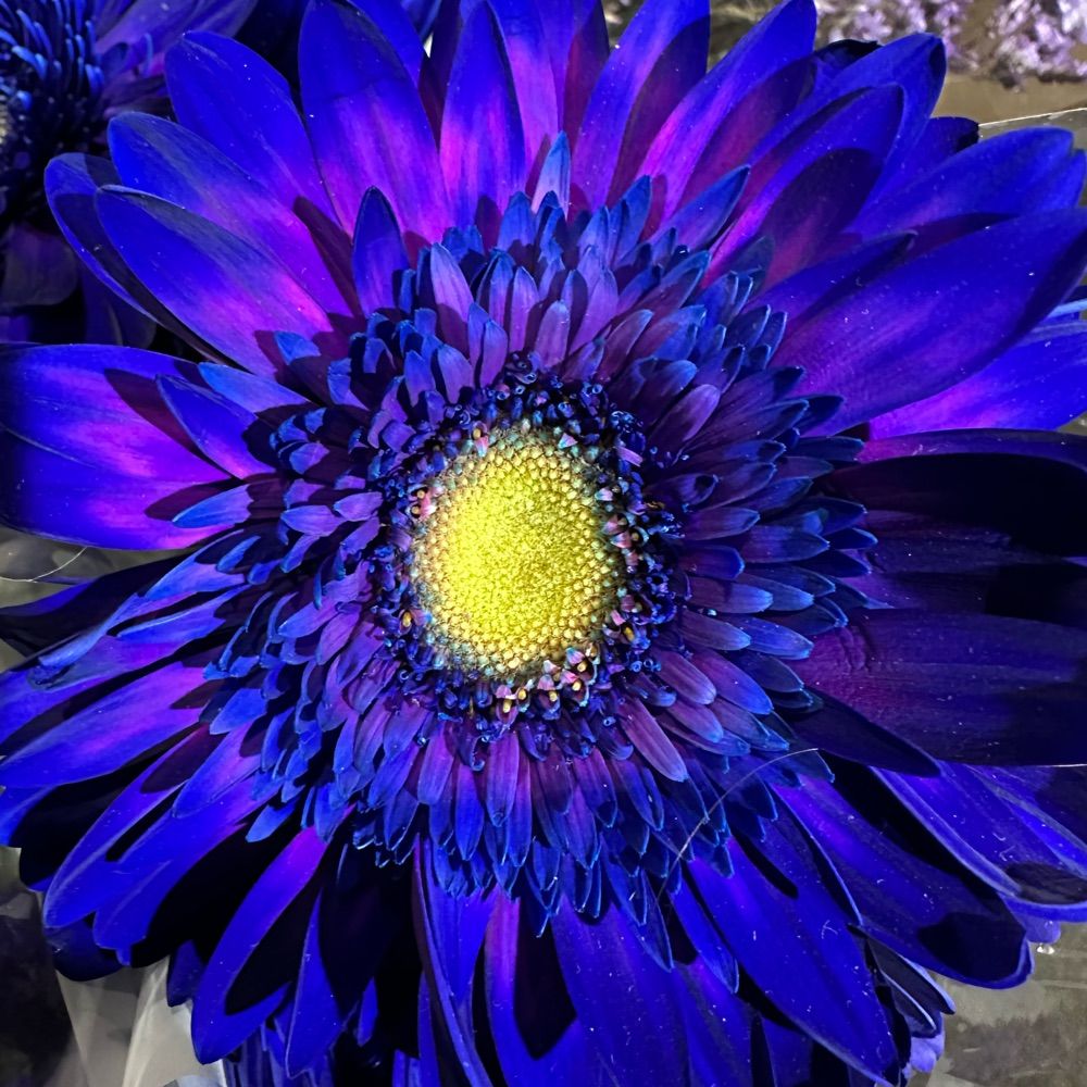 𝒢❁𝓁𝒶𝓊𝒸❀