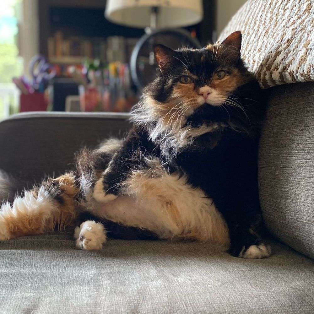 iamthepineapple.bsky.social