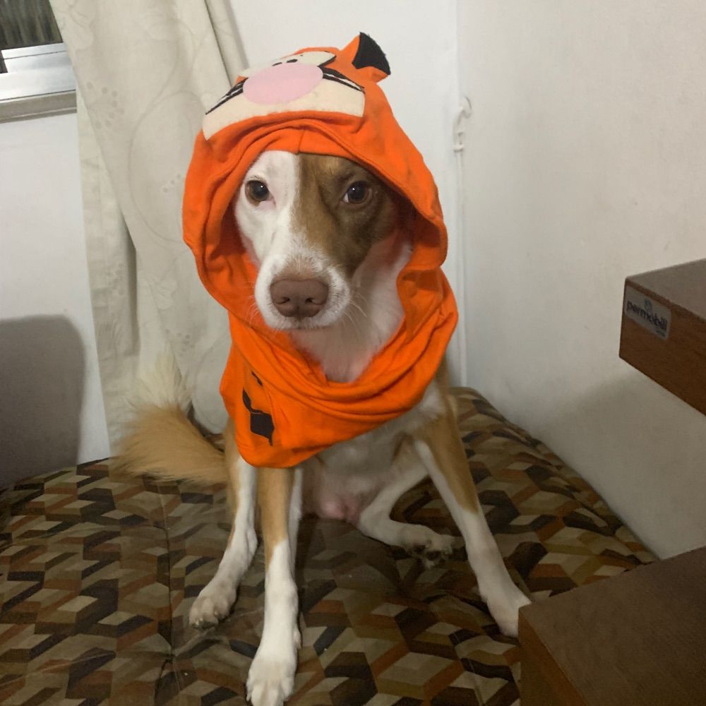 maludodeco