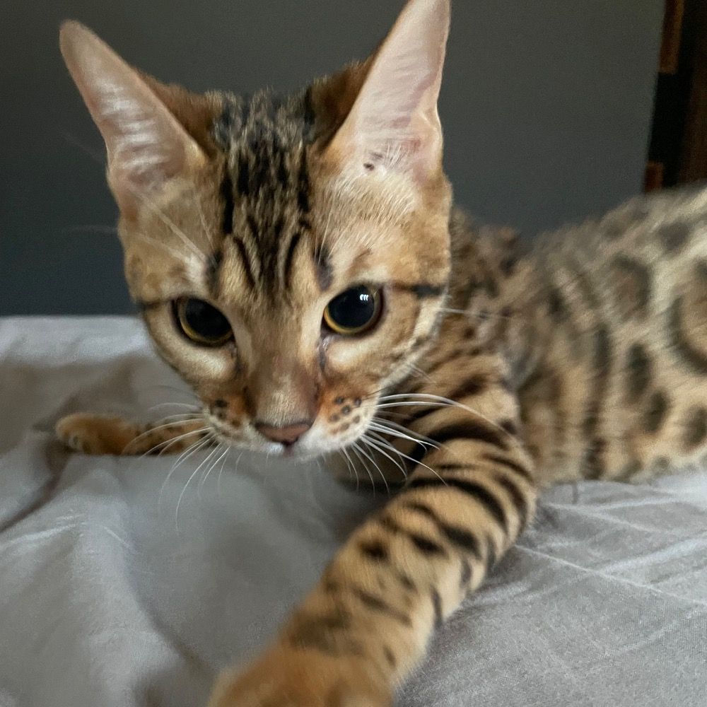 猫ヅメ