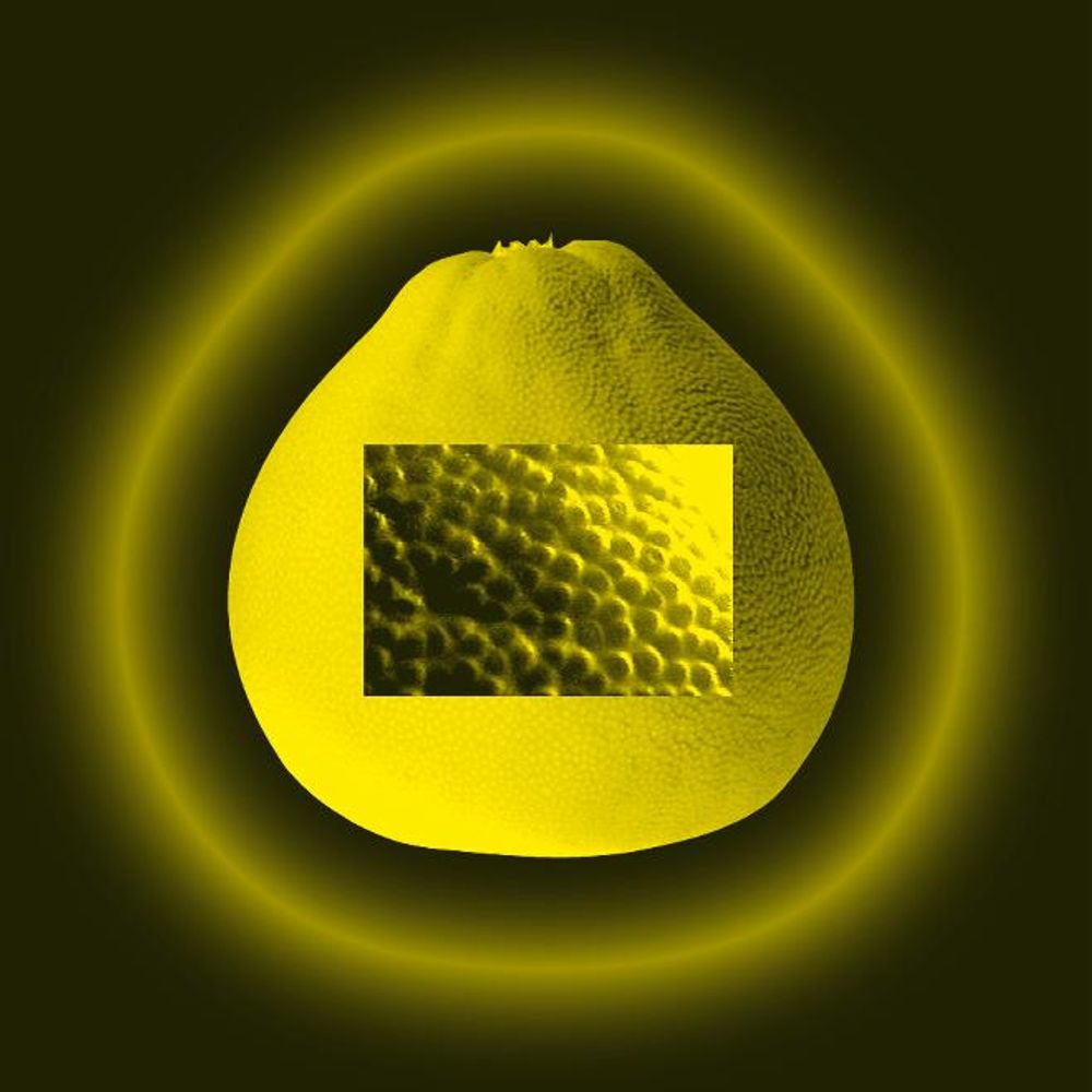 POMELO