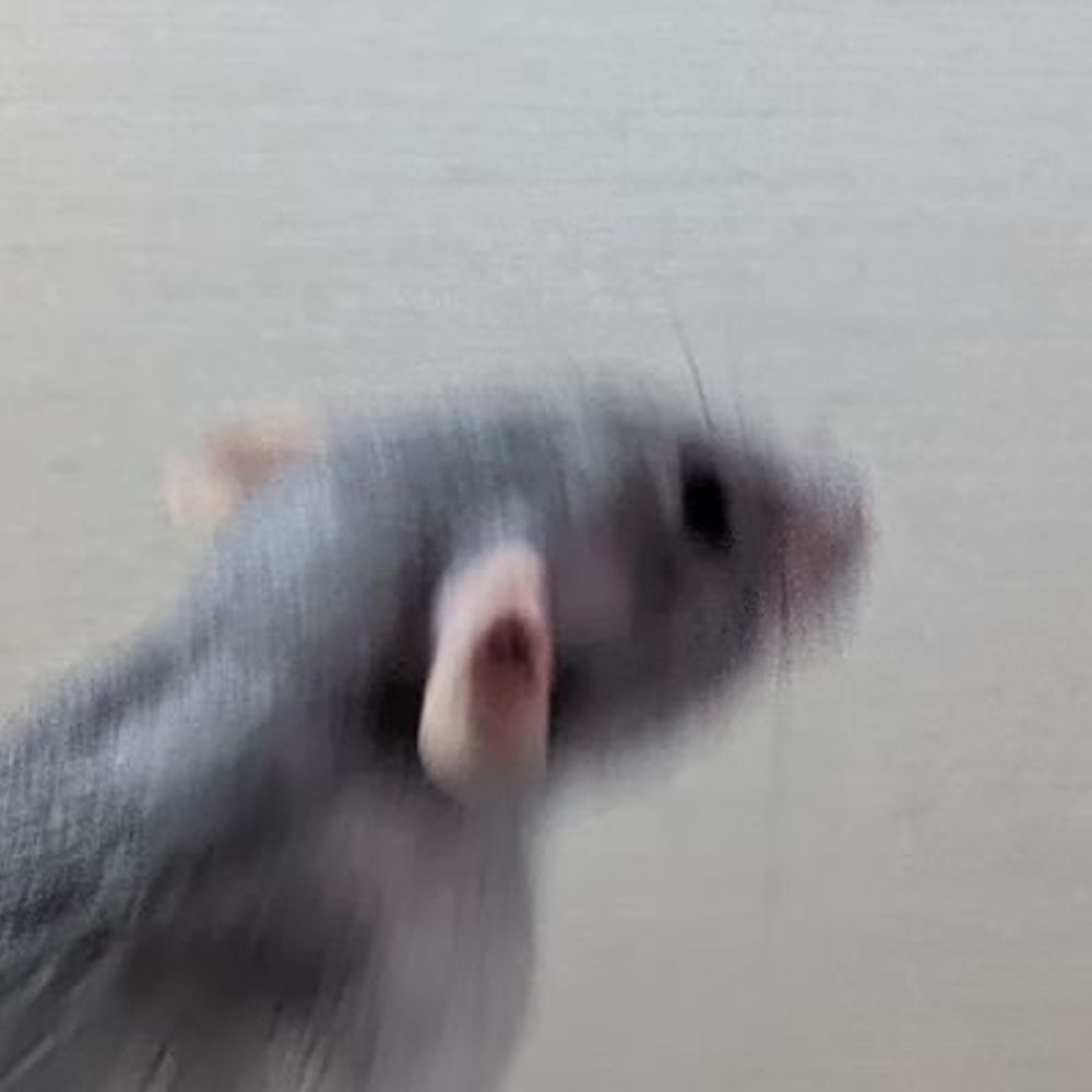 ファンしぃ🐀🐁⸒⸒