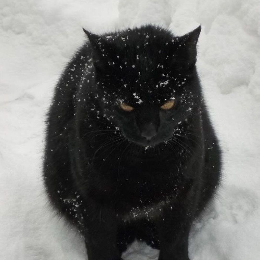 Лавандовый эклер ❄️