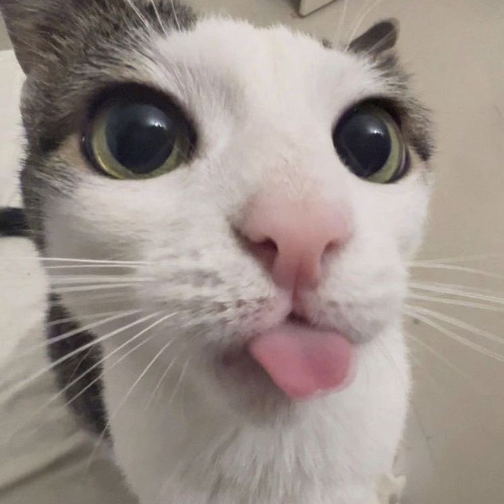 Kat :3