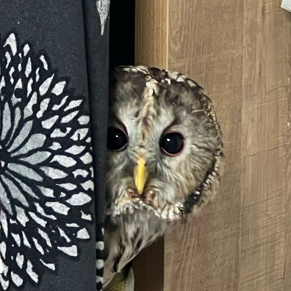 ボルネオ