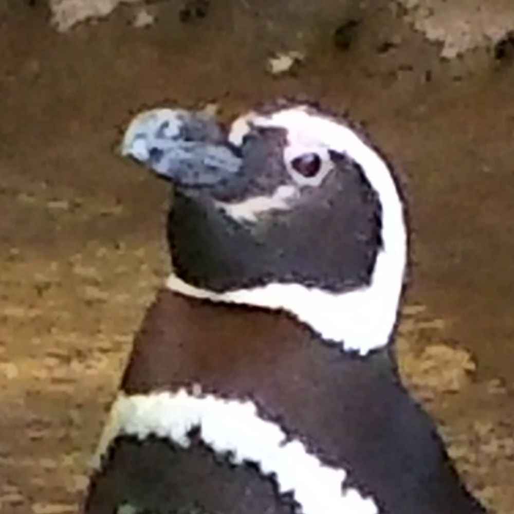 ジェンツー