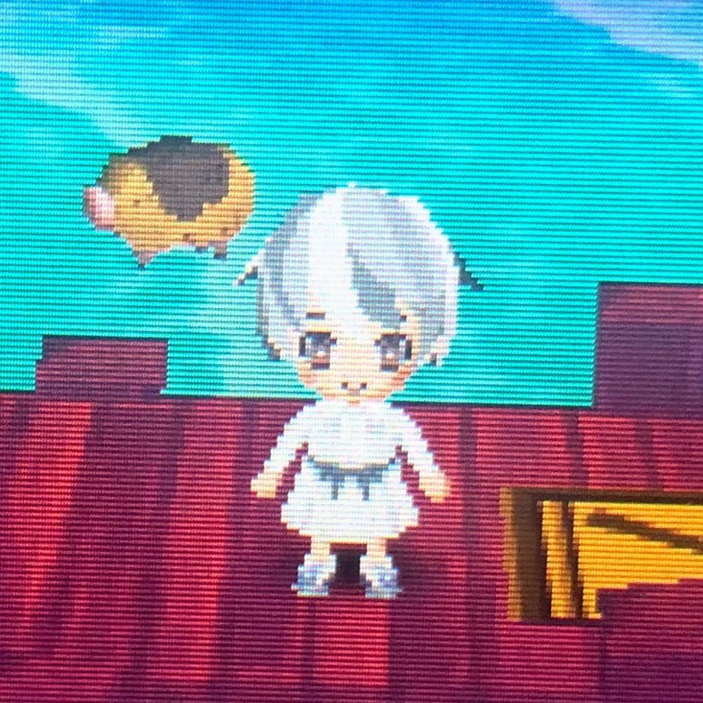 鳥類