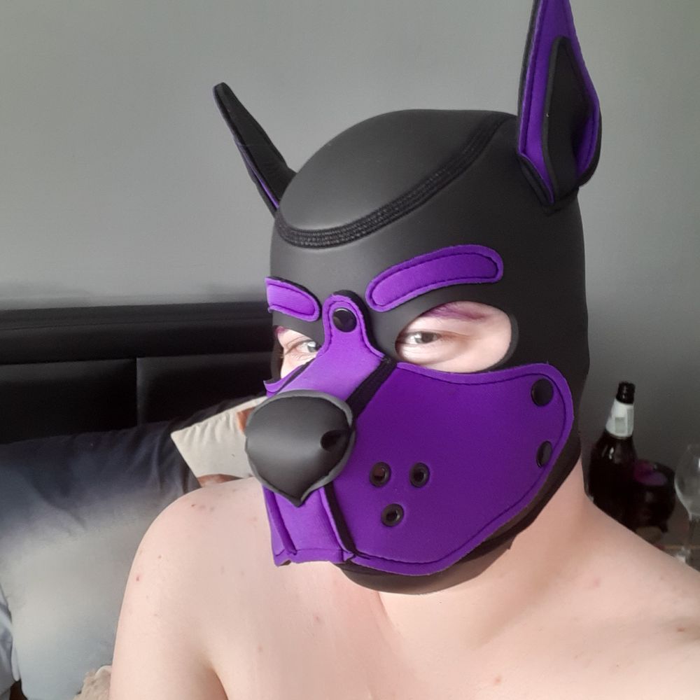 Astor Pupper 🖤💜🐾