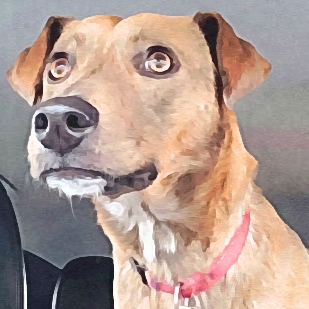 Foxy the Mutt