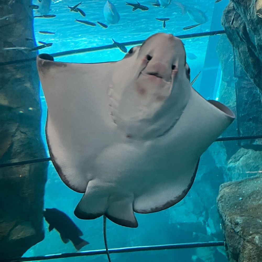 サンバリンバ