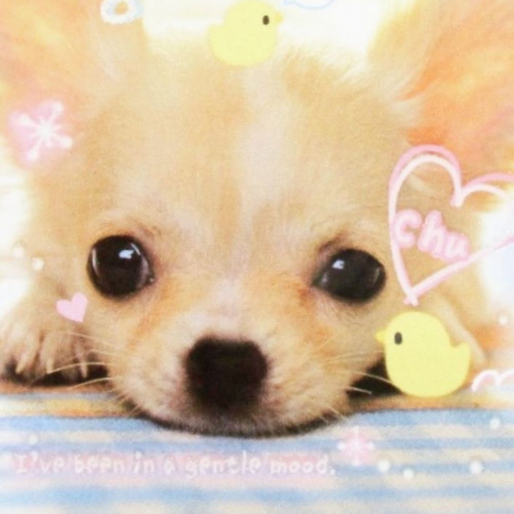 ⋆ ˚｡⋆୨୧˚kimmy˚୨୧⋆｡˚ ⋆
