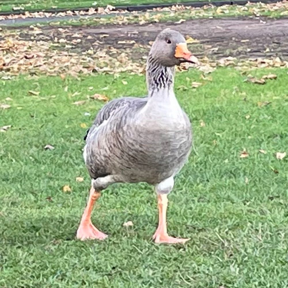 georgie