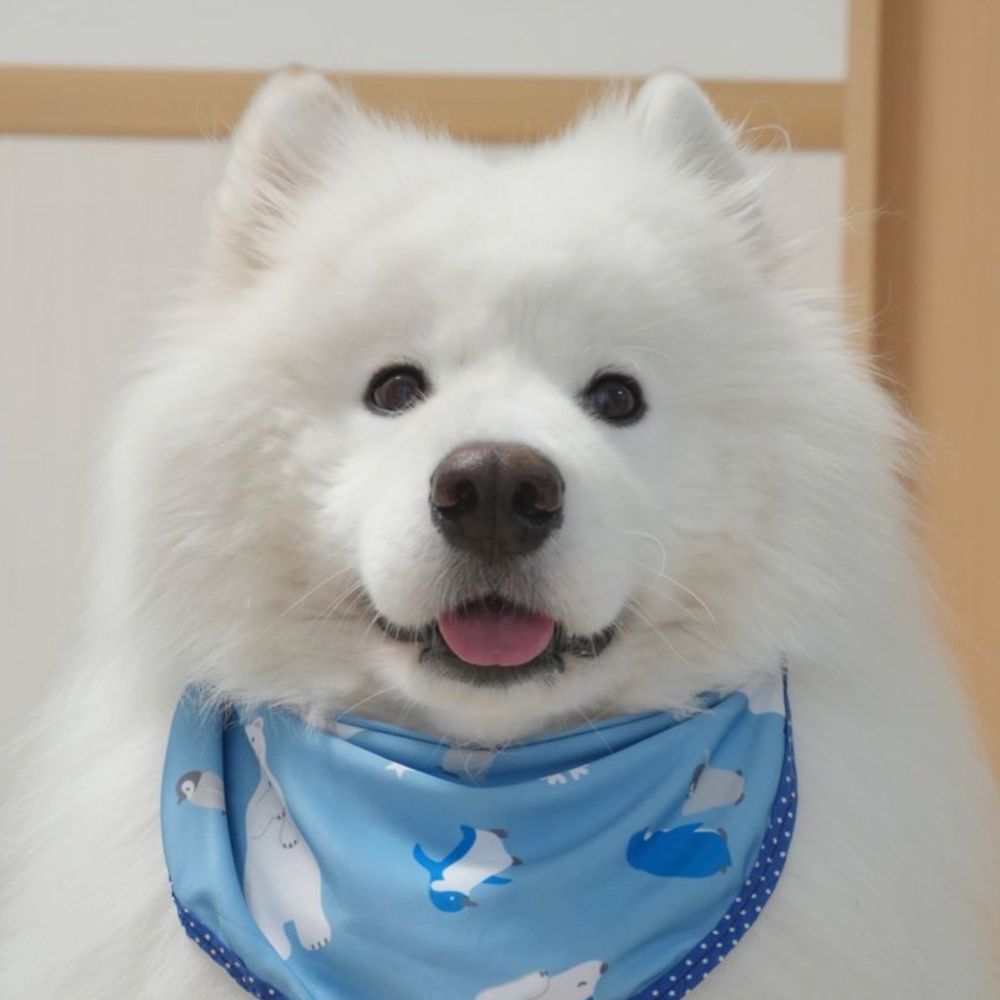 サモエドのダッツ