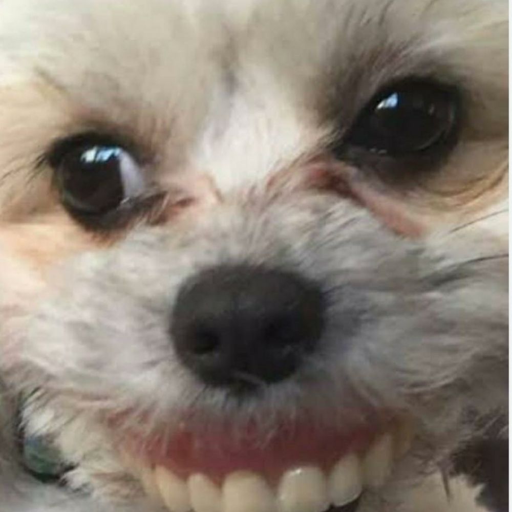 paodequeijomurxo.bsky.social