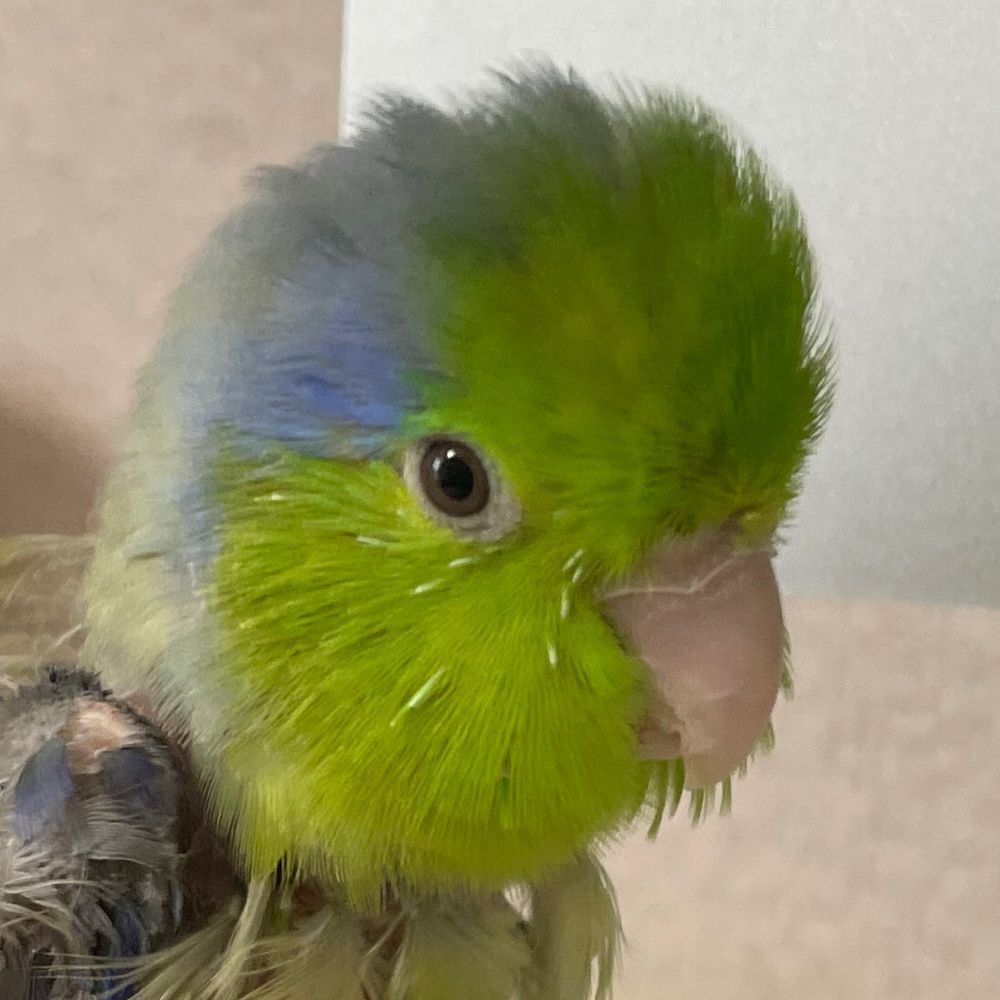 おくだ