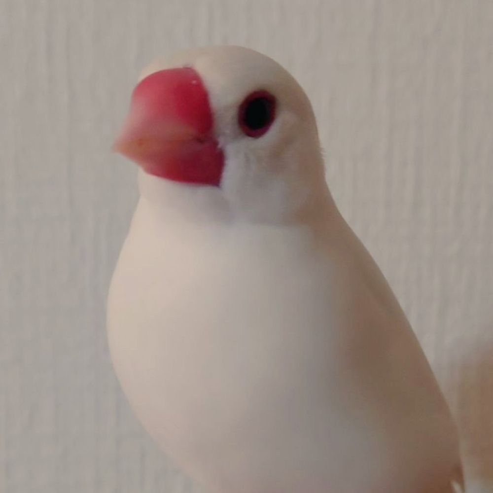 まりも