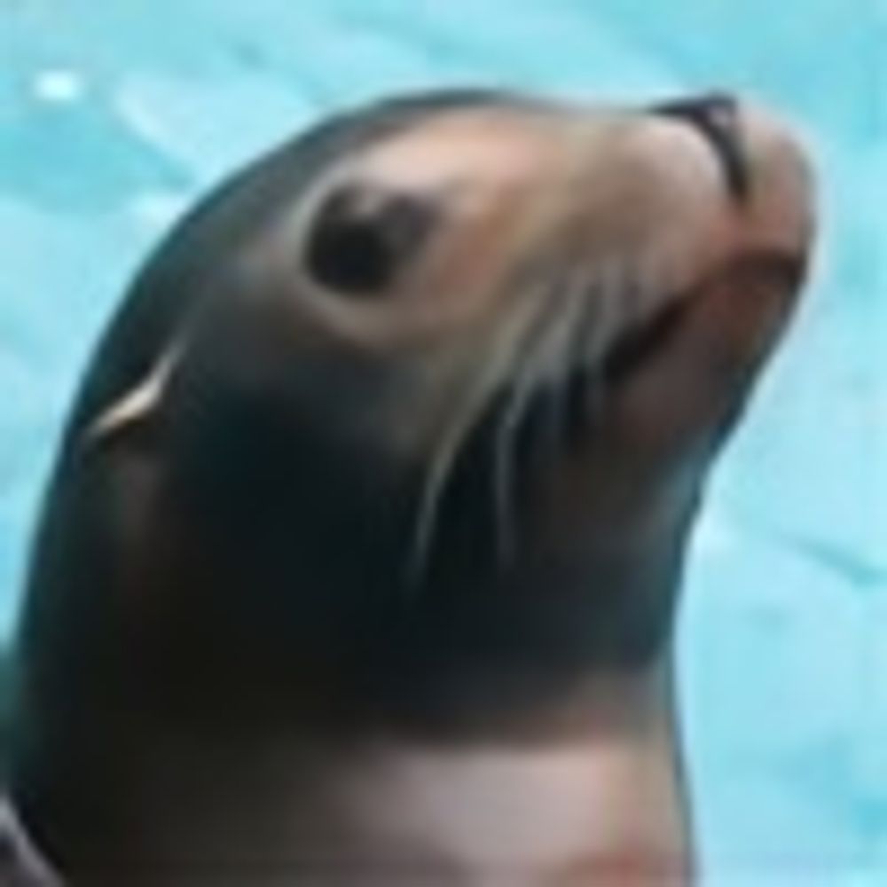 A-Sea-Lion