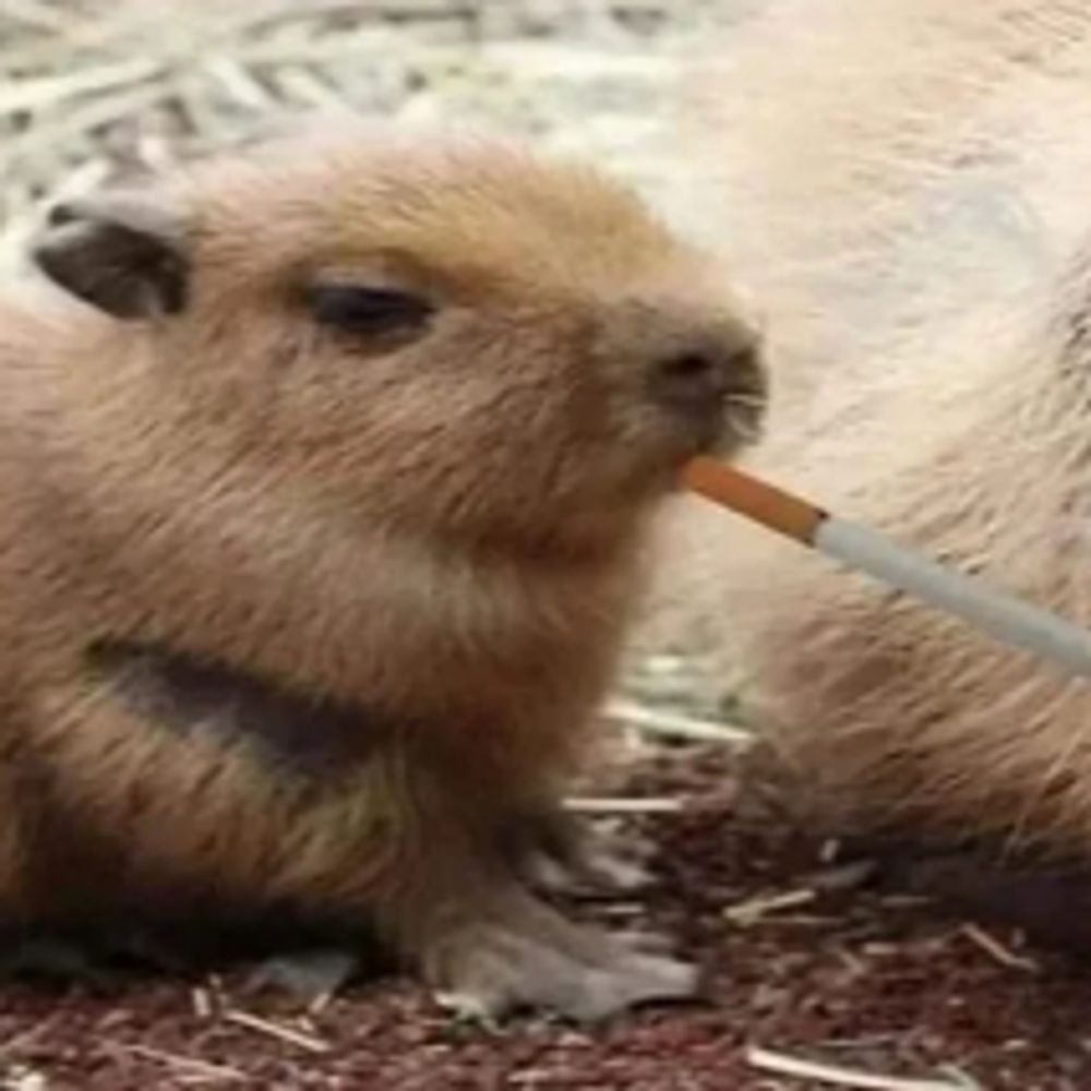 Capivara 버니즈 🏳️‍🌈