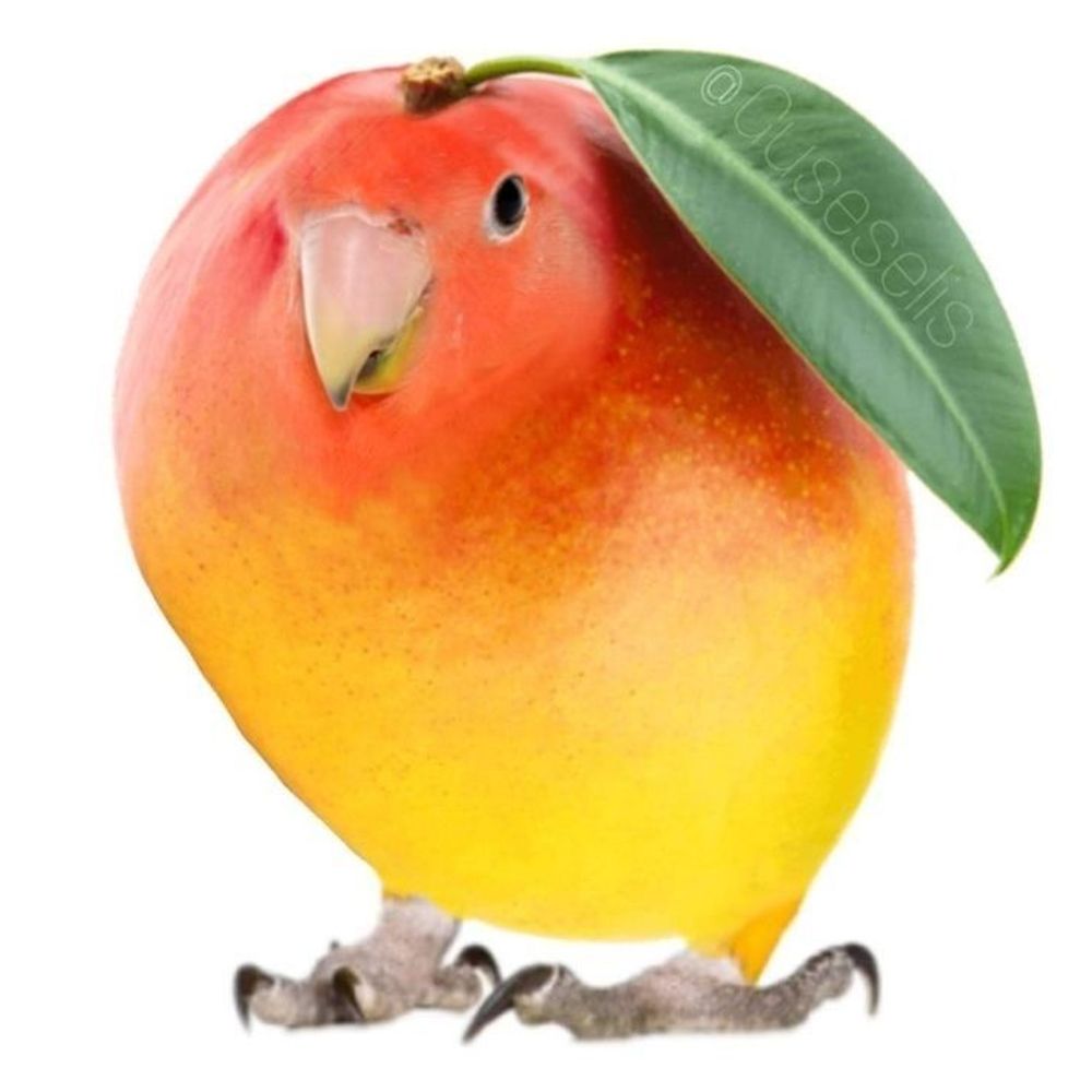Timmieh 