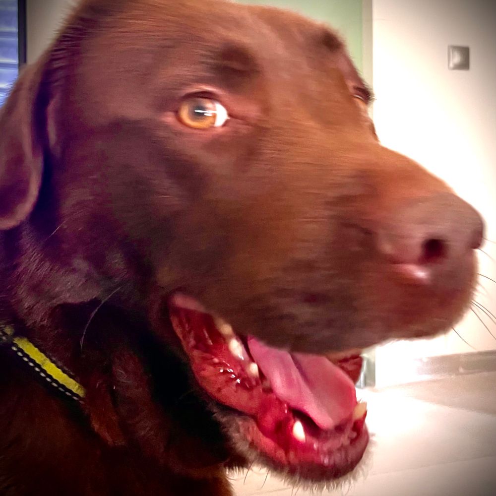 Avó Curupira do Pudim 🐕🍉
