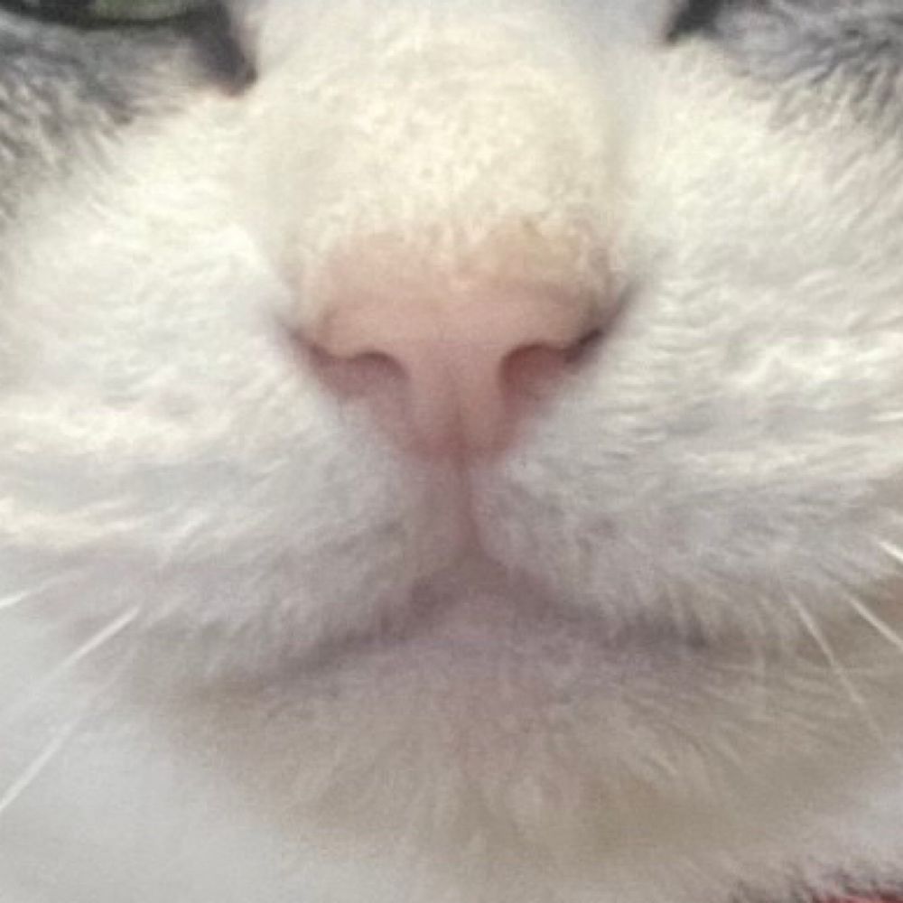 🐟🥚