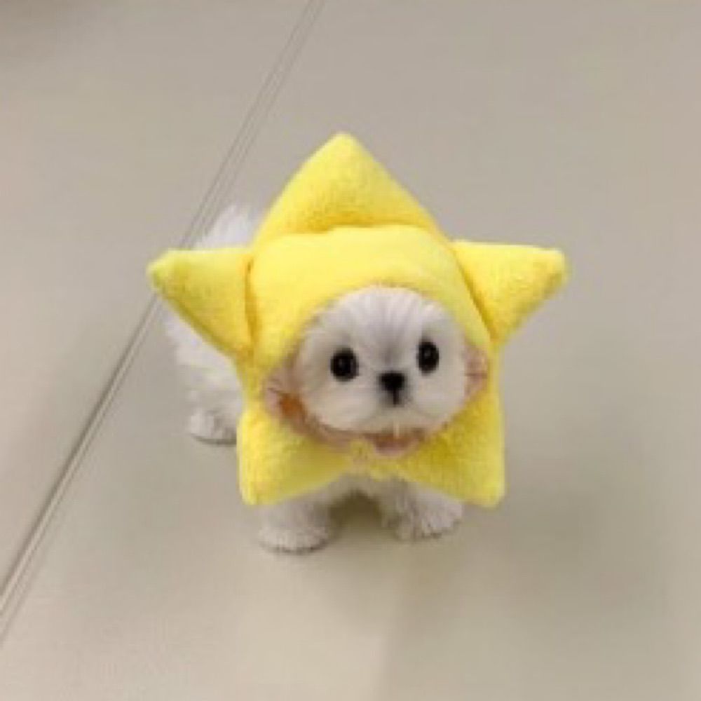 wizard