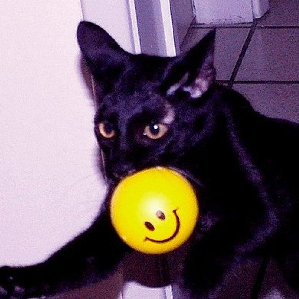 🐈‍⬛💫