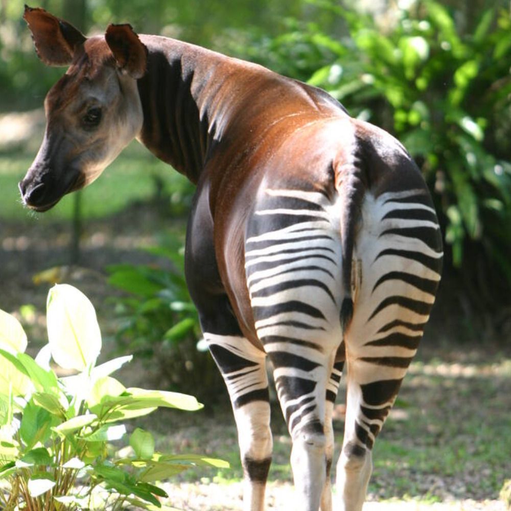 Sloppy Okapi