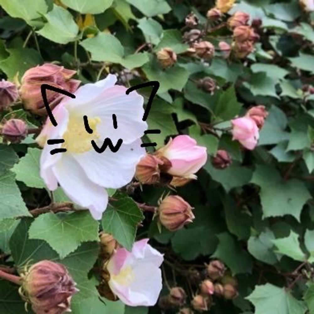 まひる