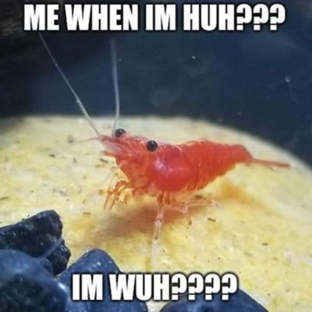 shimp