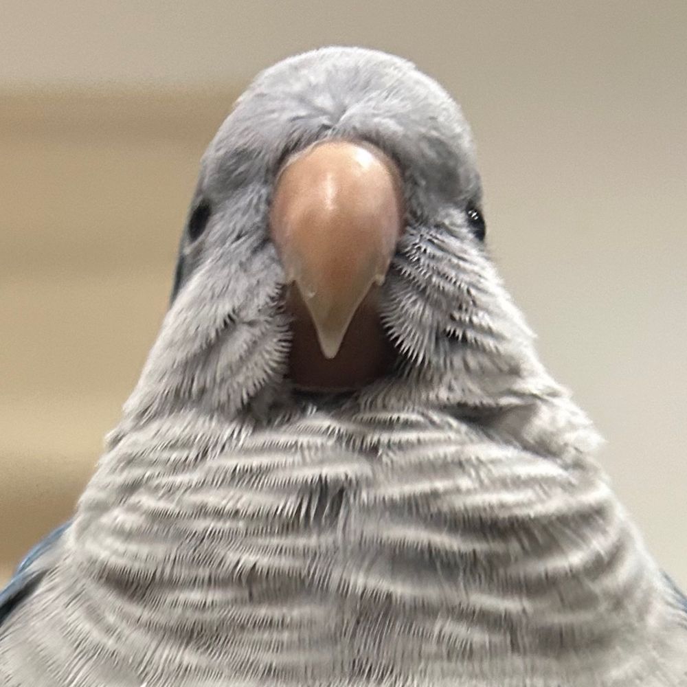 ぽちゃろいやーですとろい