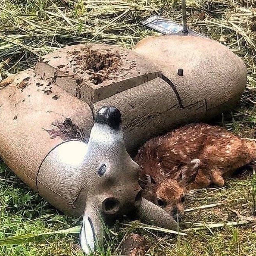 cheetah farmer