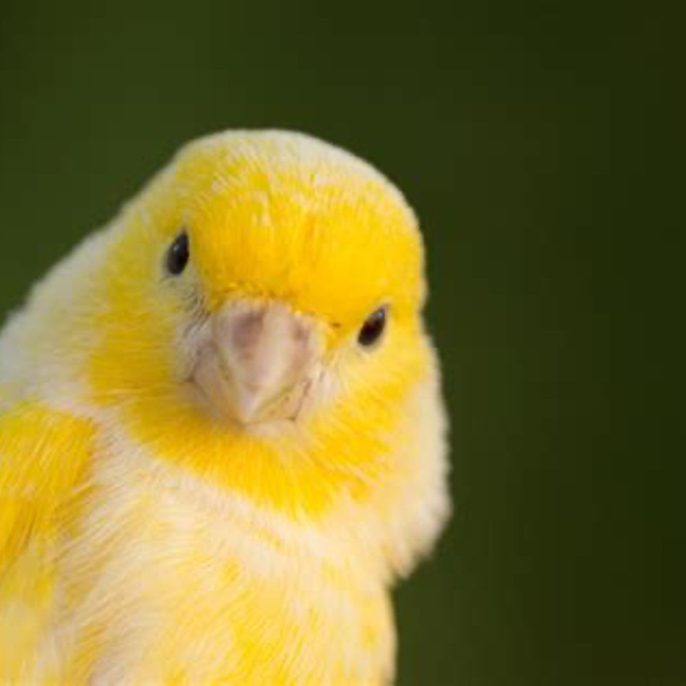 CanaryJoe