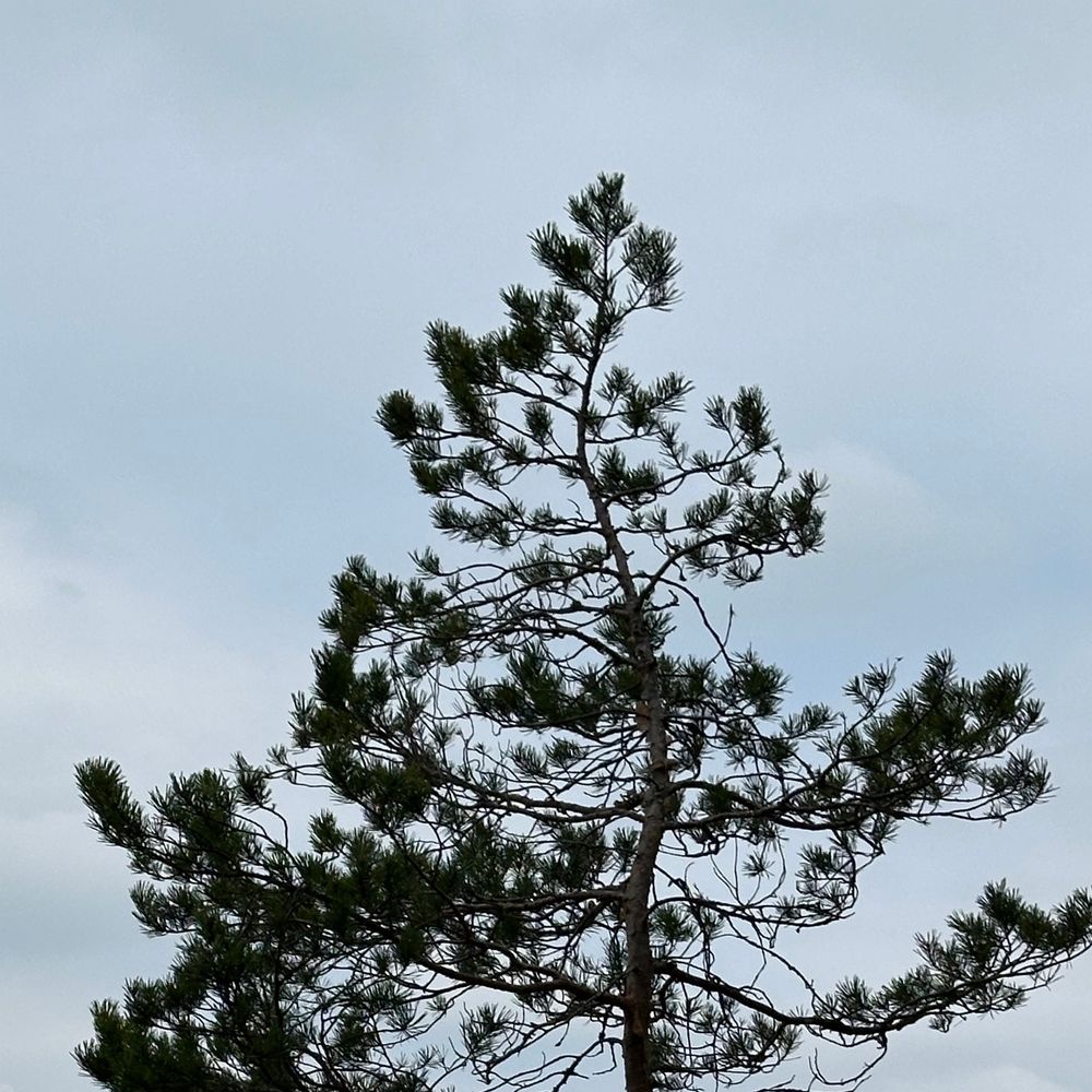 European rimming master