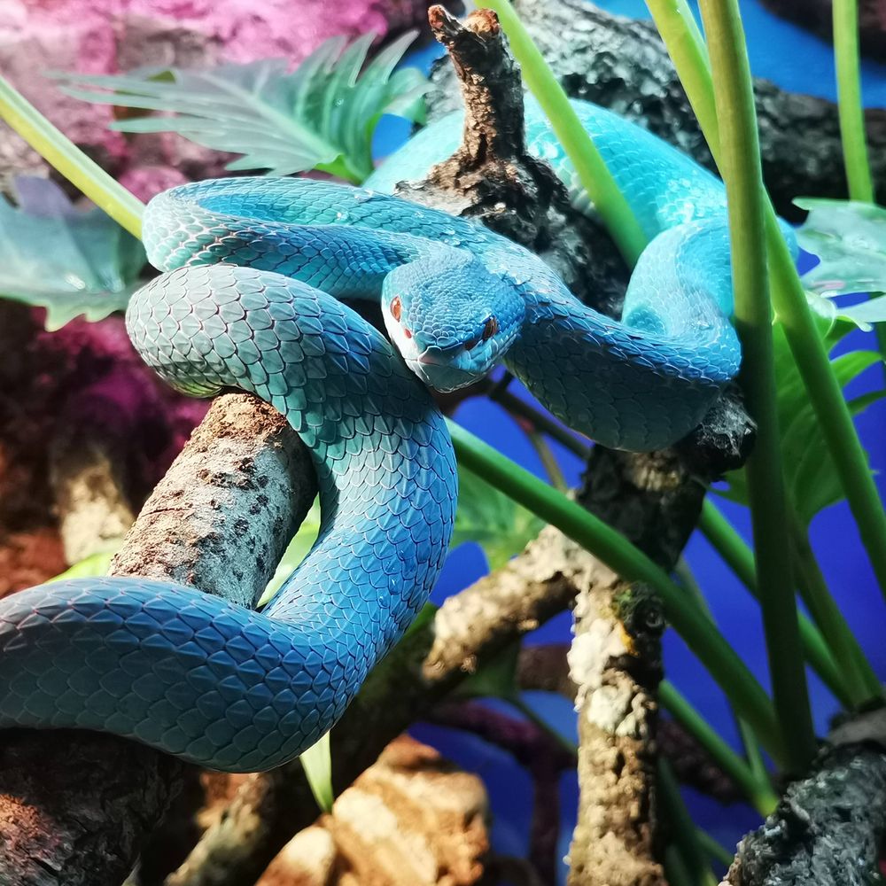 Javi