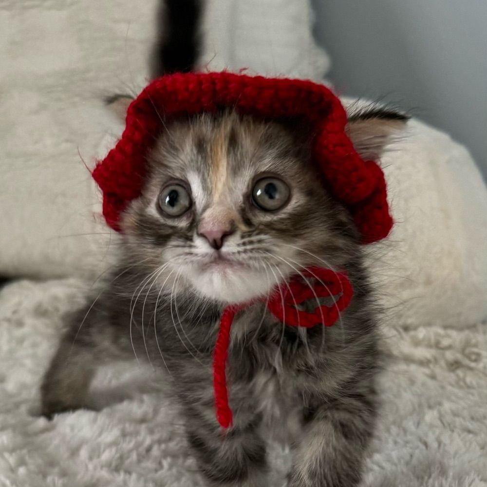 Tiny Kitten Nuggets