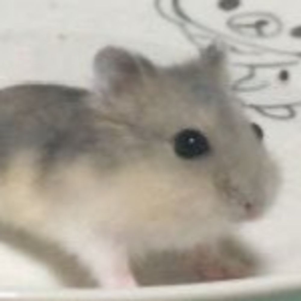 허챠