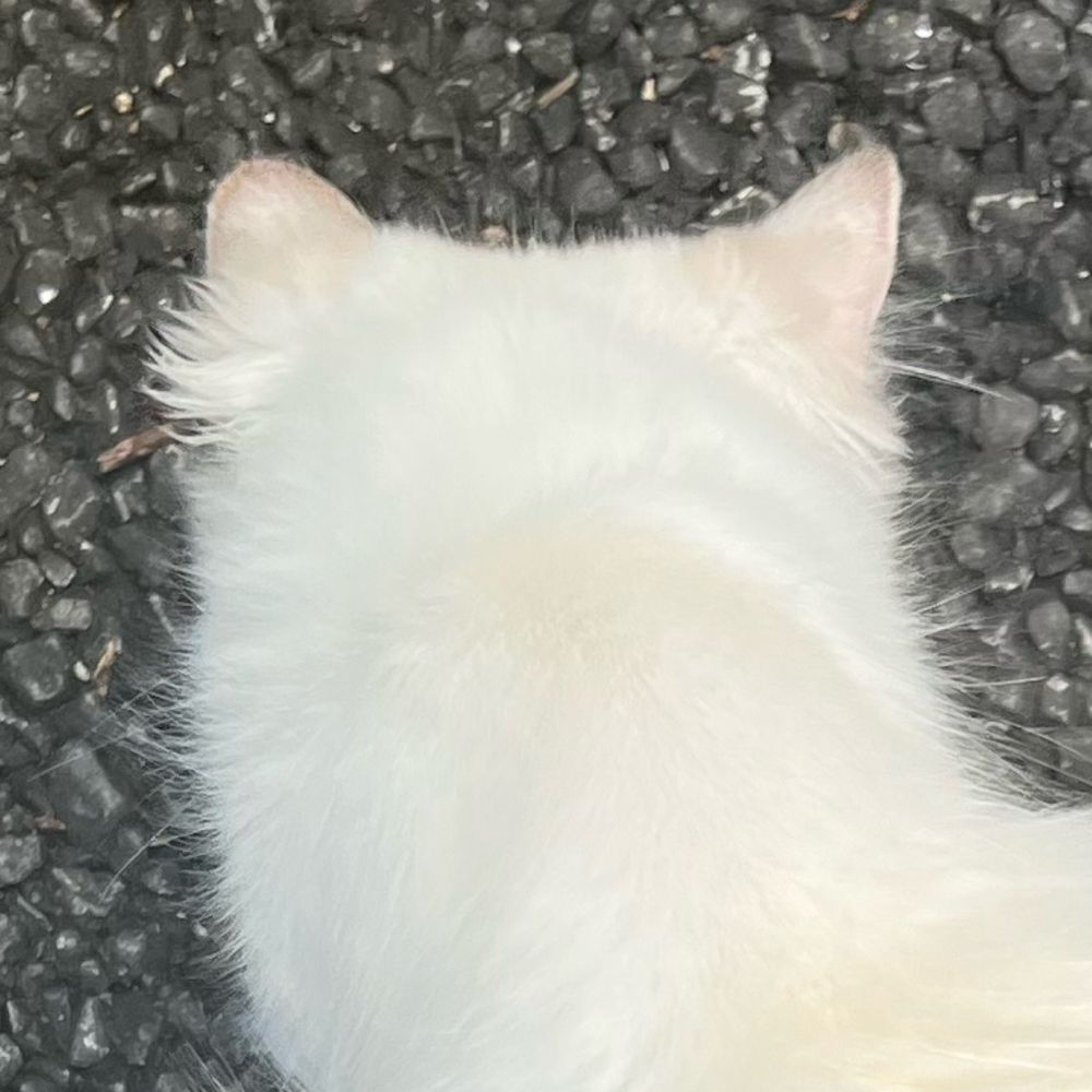 ( ᐡᴗ ̫ ᴗᐡ)